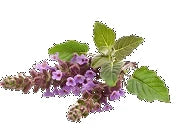 Patschuliöl