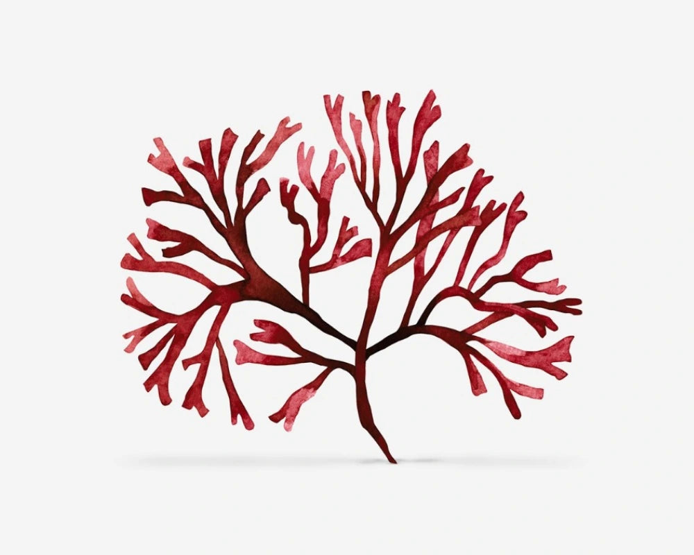 Chondrus Crispus Extract